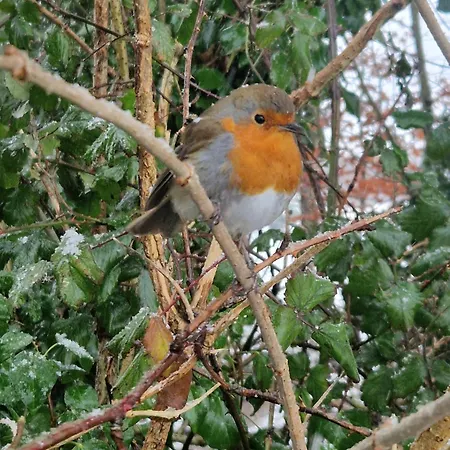 Oakdale, Templemore, E41f856 Séjour chez l'habitant