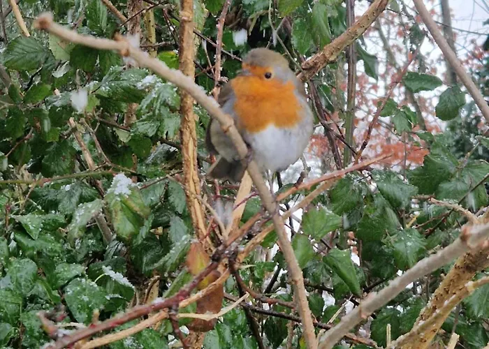 Homestay Oakdale, Templemore, E41f856